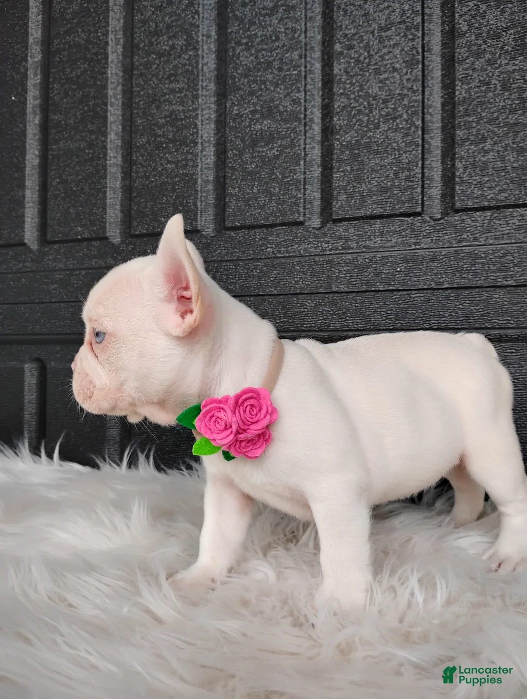 French Bulldog dogs for sale: Gigi  - Ad 2