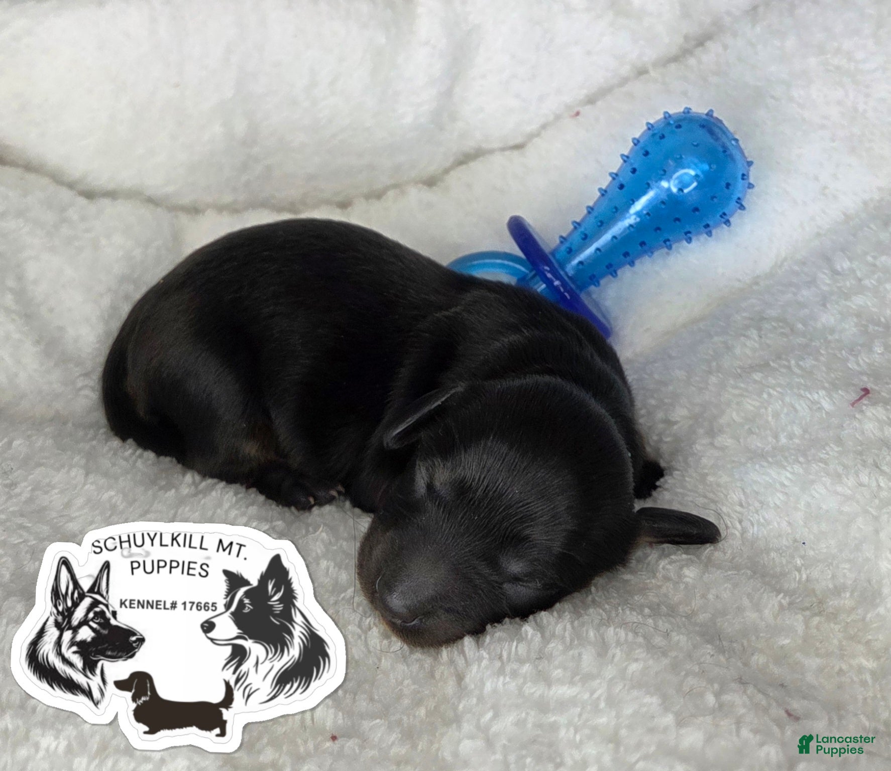 Miniature Dachshund dogs for sale: Marvin - Ad 2