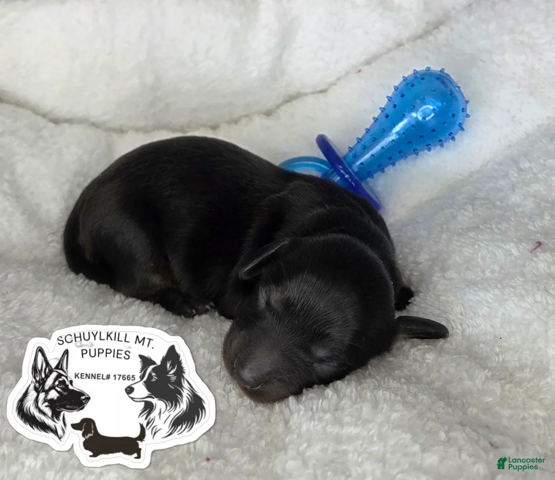 Miniature Dachshund dogs for sale: Marvin - Ad 1