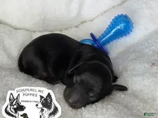 Miniature Dachshund dogs Marvin - Ad 40