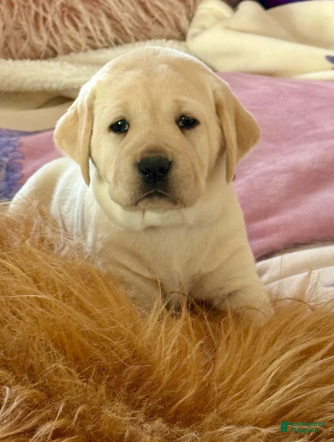 Labrador Retriever dogs for sale: Labrador Retriever Puppy 4 - Ad 3