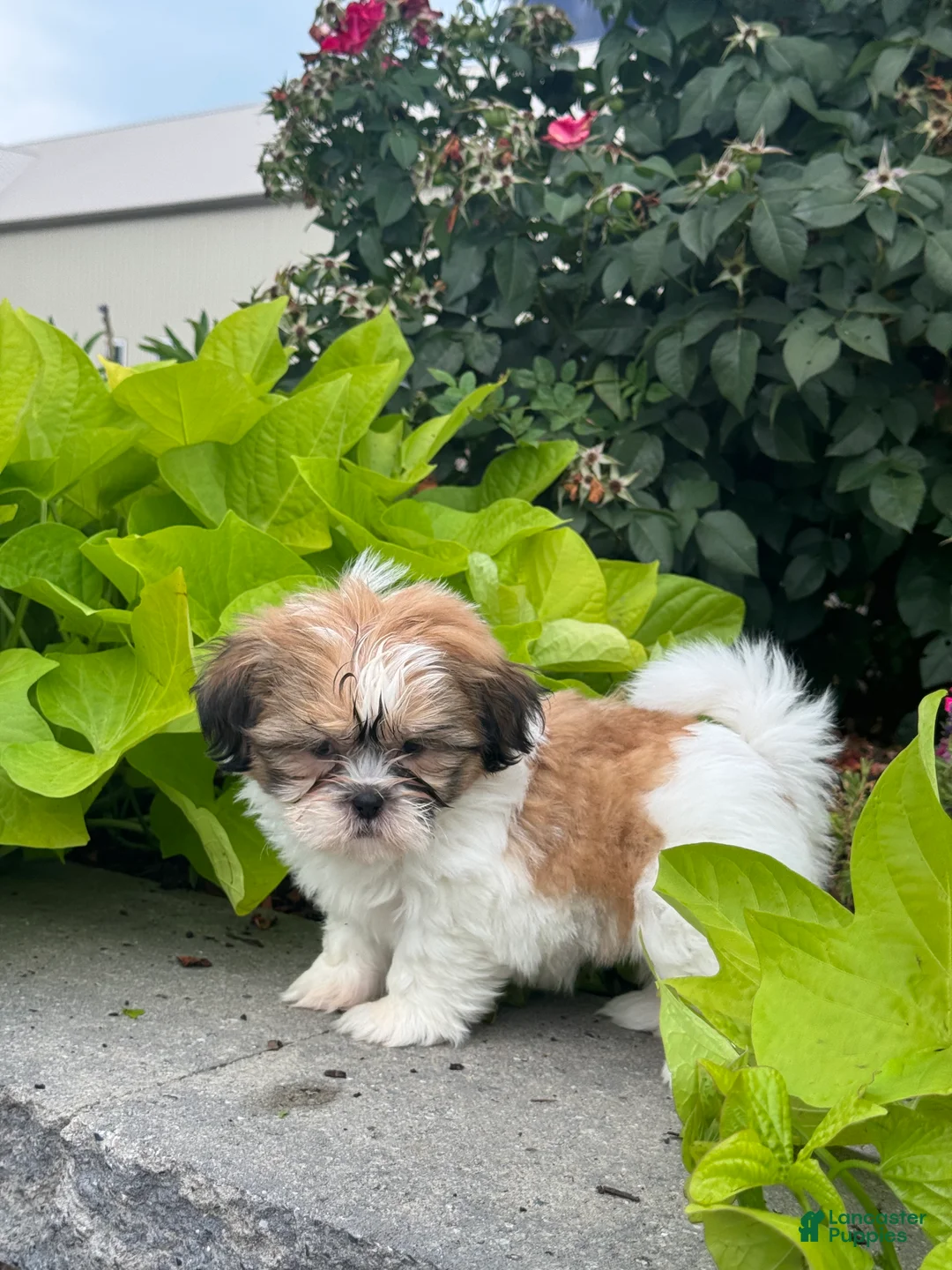 Shih Tzu dogs for sale: Sunny - Ad 2