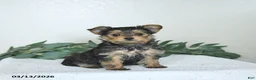 Yorkshire Terrier dogs for sale: Thor - EXTRA SMALL - Ad 6