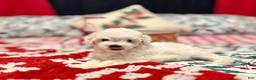 Bichon Frise dogs for sale: Benjamin - Ad 5