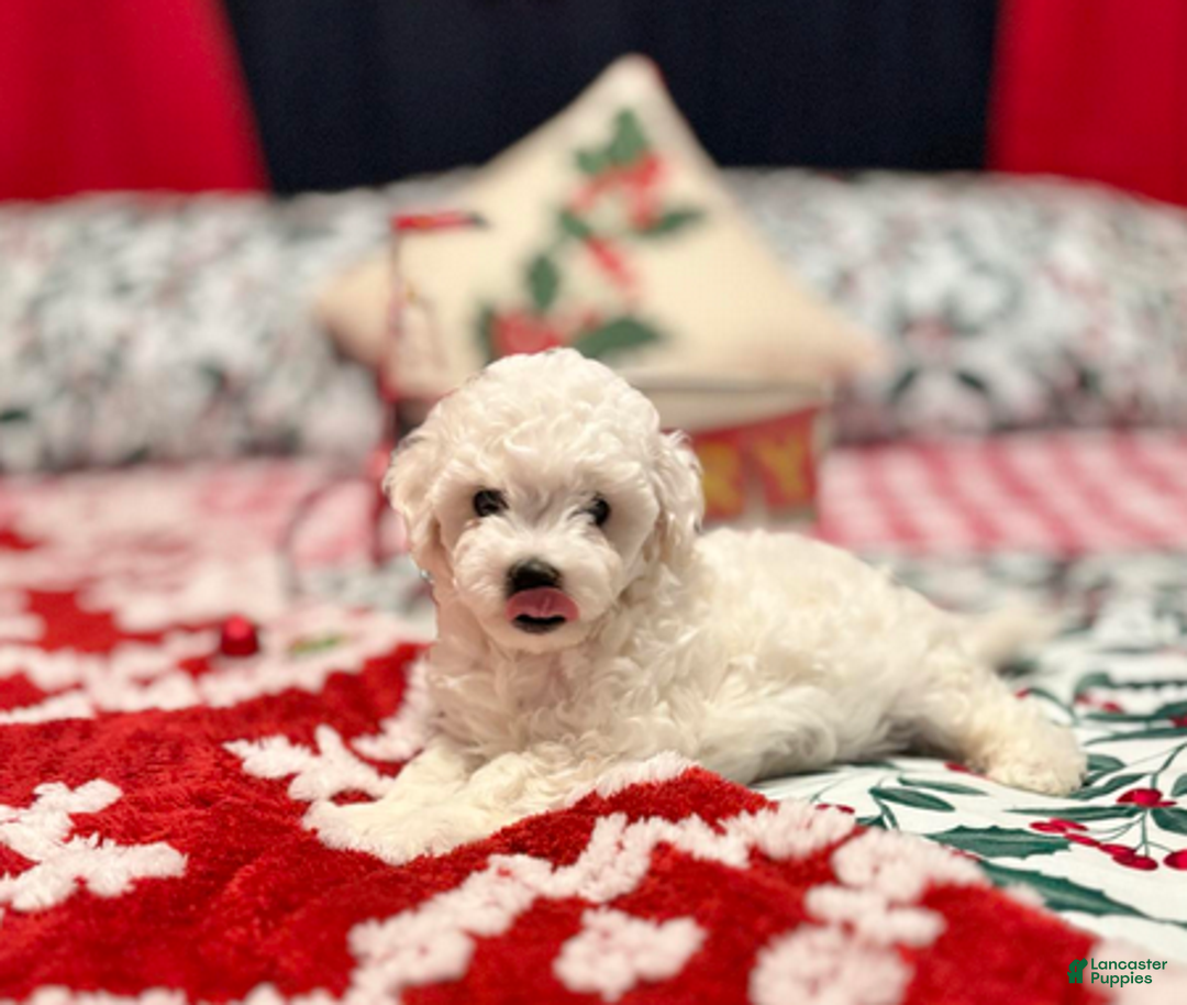 Bichon Frise dogs for sale: Benjamin - Ad 5