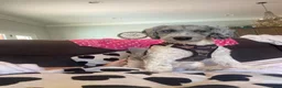 Mini Sheepadoodle dogs for sale: Polly - Ad 10