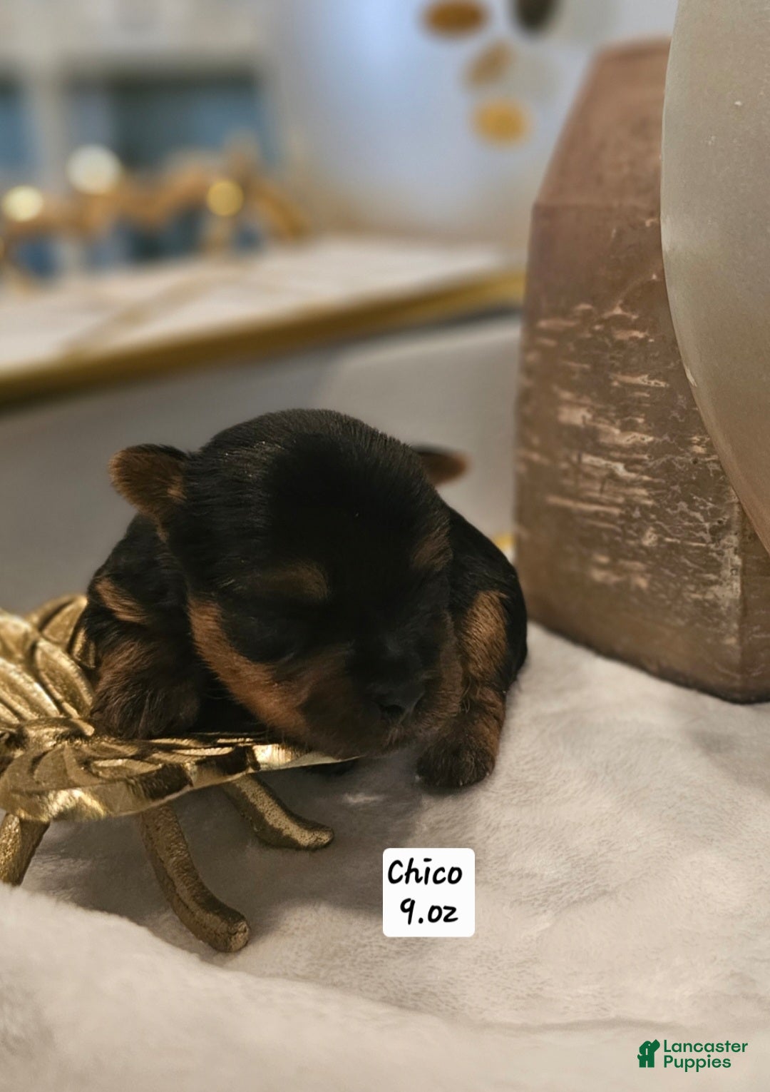 Yorkshire Terrier dogs Chico - Ad 9