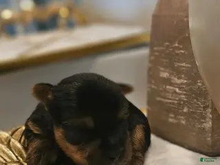 Yorkshire Terrier dogs Chico - Ad 9