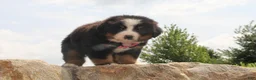 Bernese Mountain Dog dogs for sale: Pink Collar Girl - Ad 3