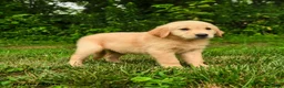 Golden Retriever dogs for sale: Mila - Ad 1