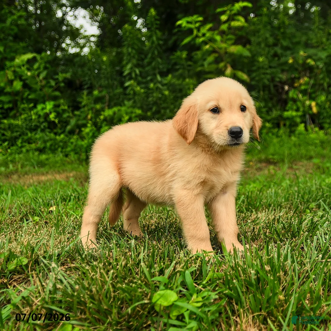 Golden Retriever dogs for sale: Mila - Ad 1