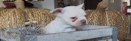 French Bulldog dogs for sale: Freddie - Ad 8