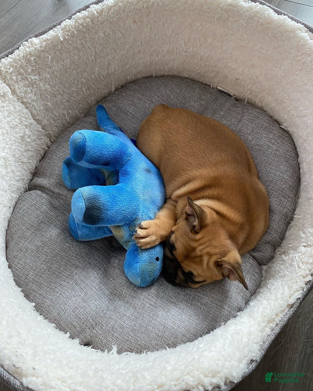 French Bulldog dogs for sale: French Bulldog Puppy 7 - Ad 1