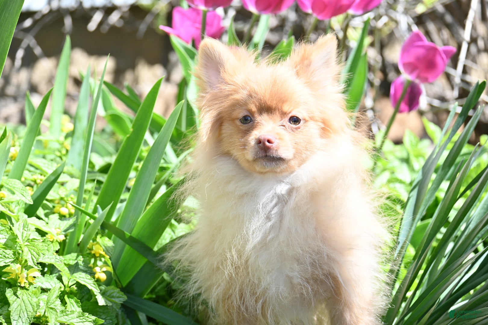 Pomeranian dogs Tommy - Ad 37