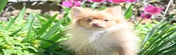 Pomeranian dogs for sale: Tommy - Ad 1