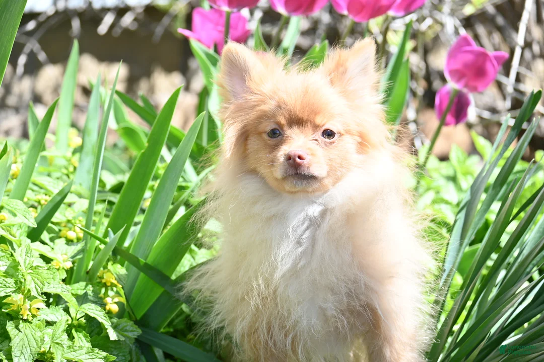 Pomeranian dogs for sale: Tommy - Ad 1