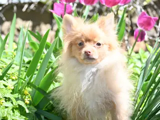 Pomeranian dogs Tommy - Ad 37