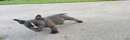 American Bully dogs for sale: Ricky - Ad 7