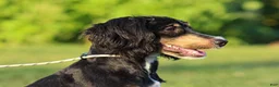 Mini Bernedoodle dogs for sale: Alta - Ad 4