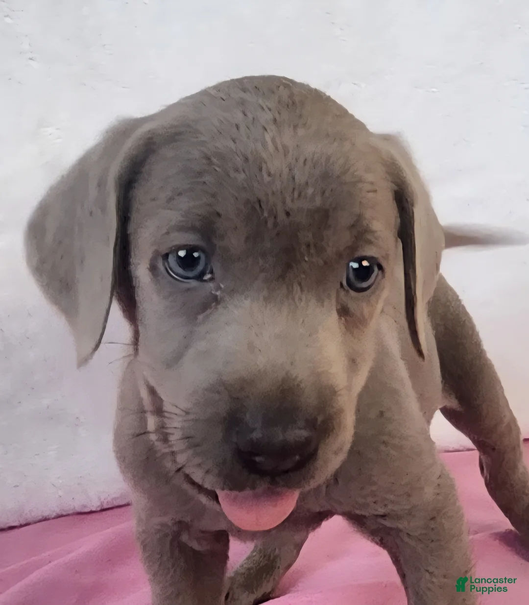Labrador Retriever dogs for sale: Bouncing Betsy - Ad 2