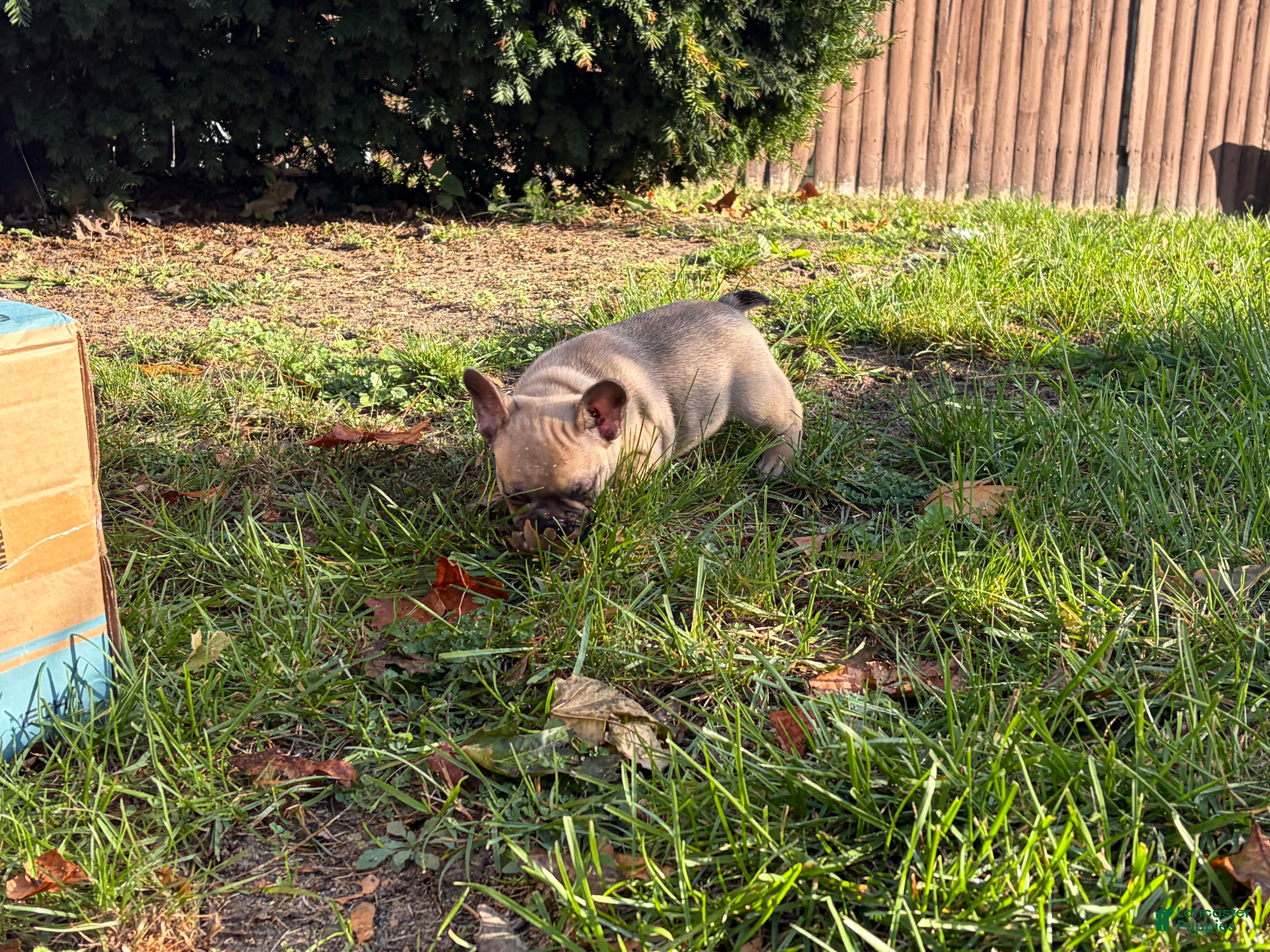 French Bulldog dogs for sale: French Bulldog 1 - Ad 2