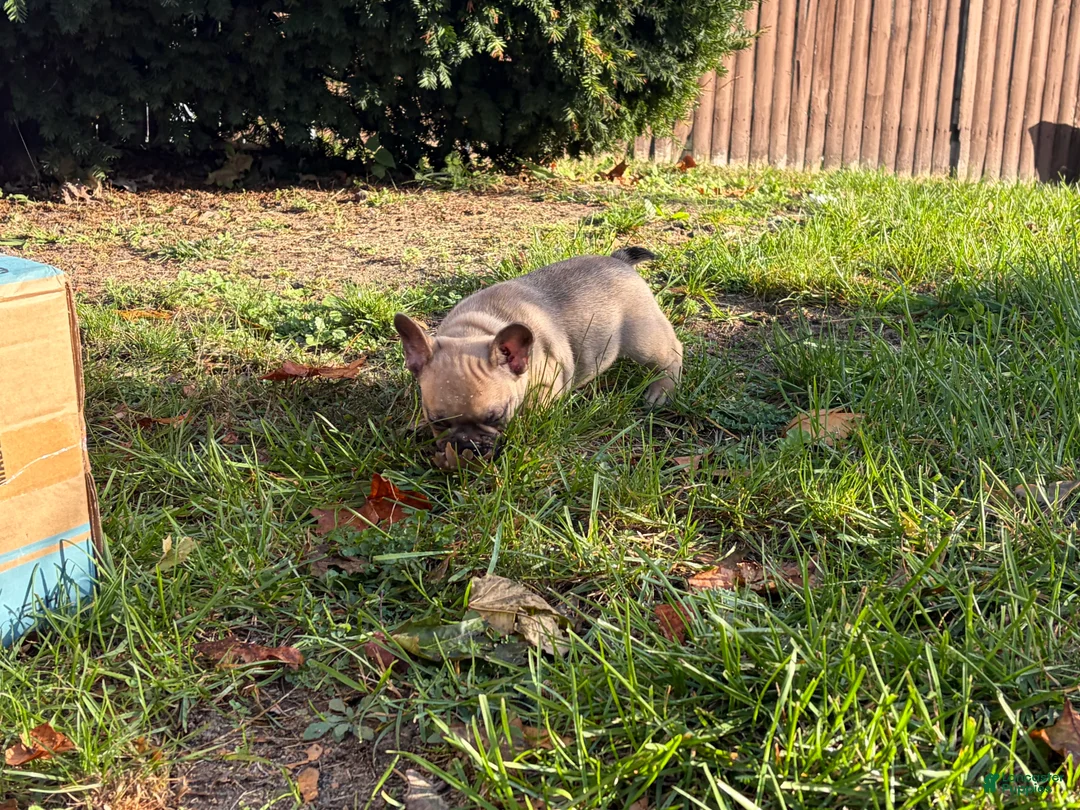 French Bulldog dogs for sale: French Bulldog 1 - Ad 2