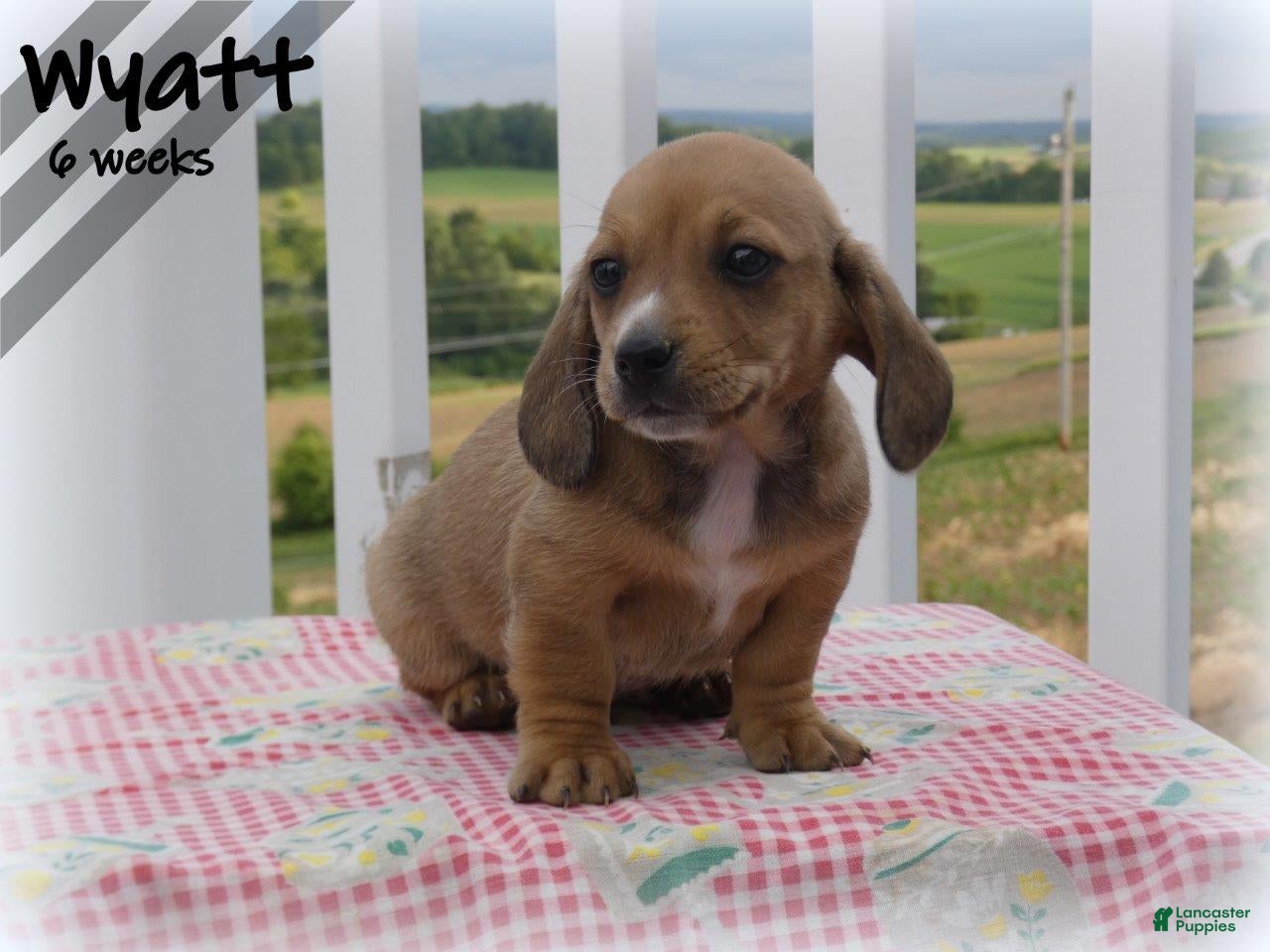 Dachshund dogs Wyatt - Ad 1