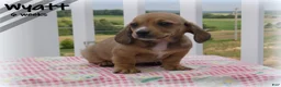 Dachshund dogs for sale: Wyatt - Ad 7