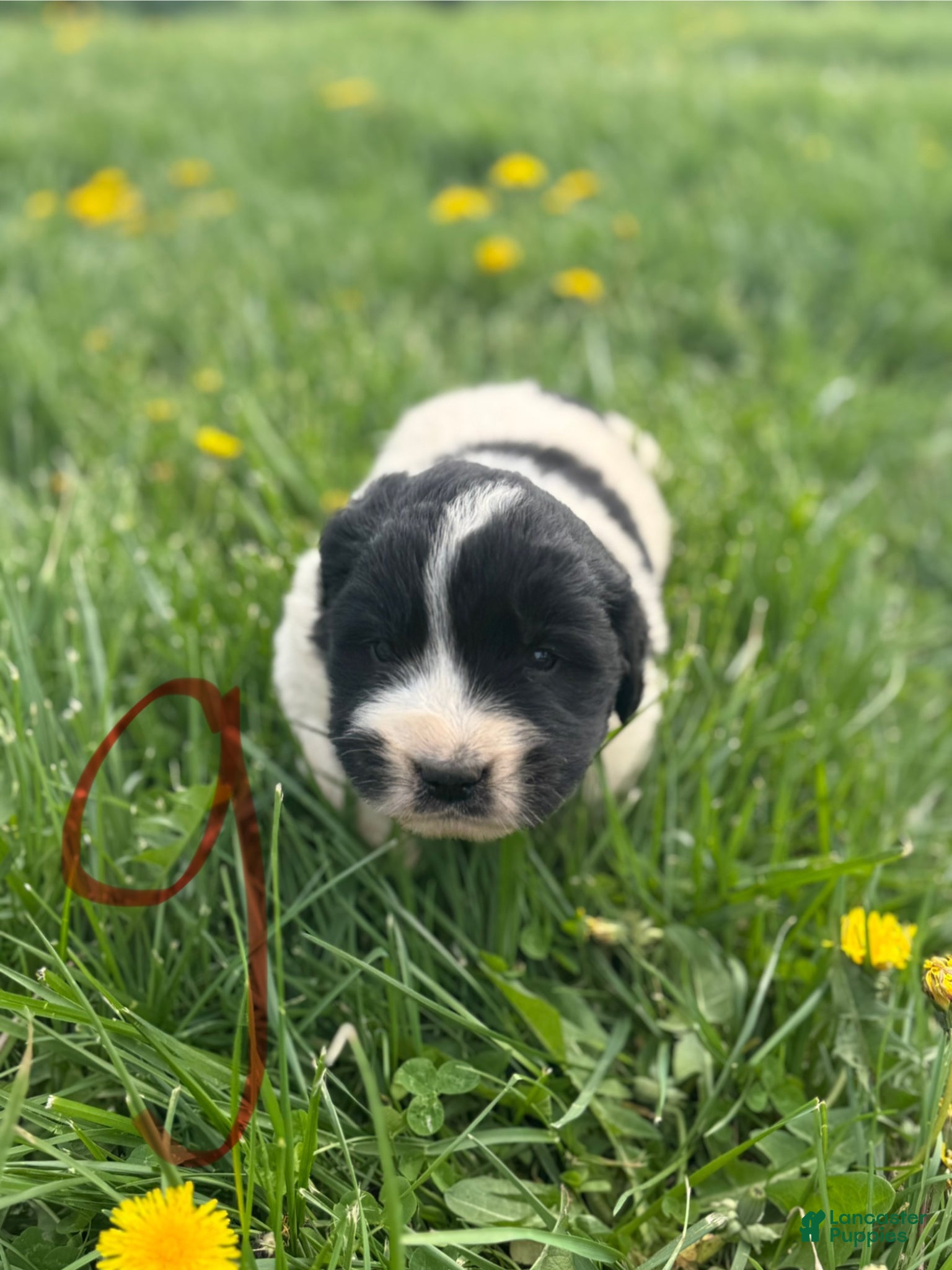 Mixed Breed dogs Mixed Breed Puppy 3 - Ad 11