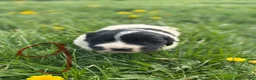 Mixed Breed dogs for sale: Mixed Breed Puppy 3 - Ad 1
