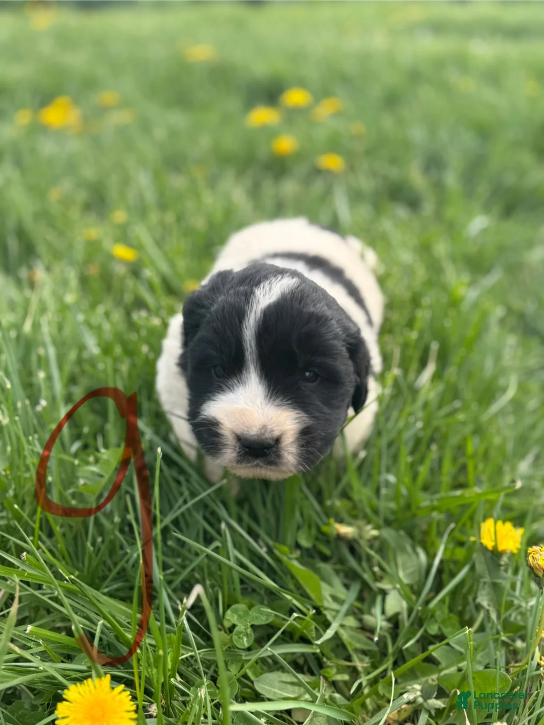 Mixed Breed dogs for sale: Mixed Breed Puppy 3 - Ad 1