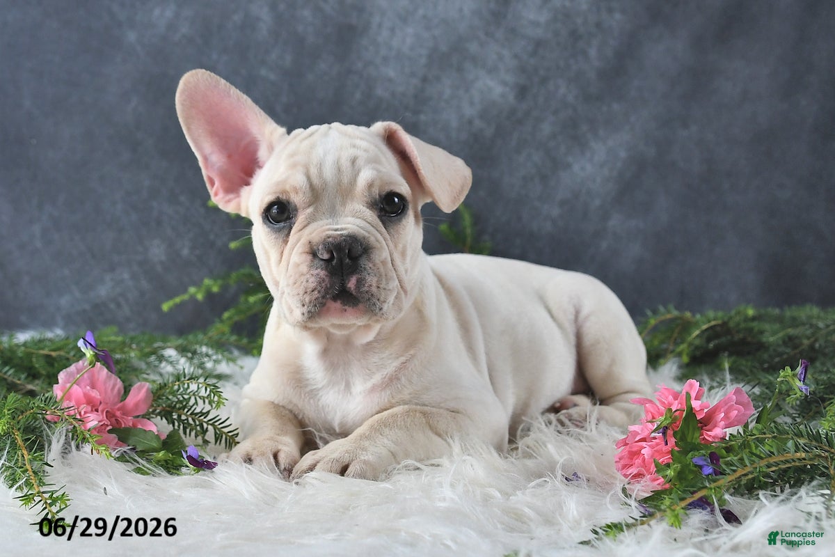 French Bulldog dogs Gina - Ad 1