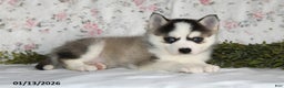 Pomsky dogs for sale: Kent - Ad 2