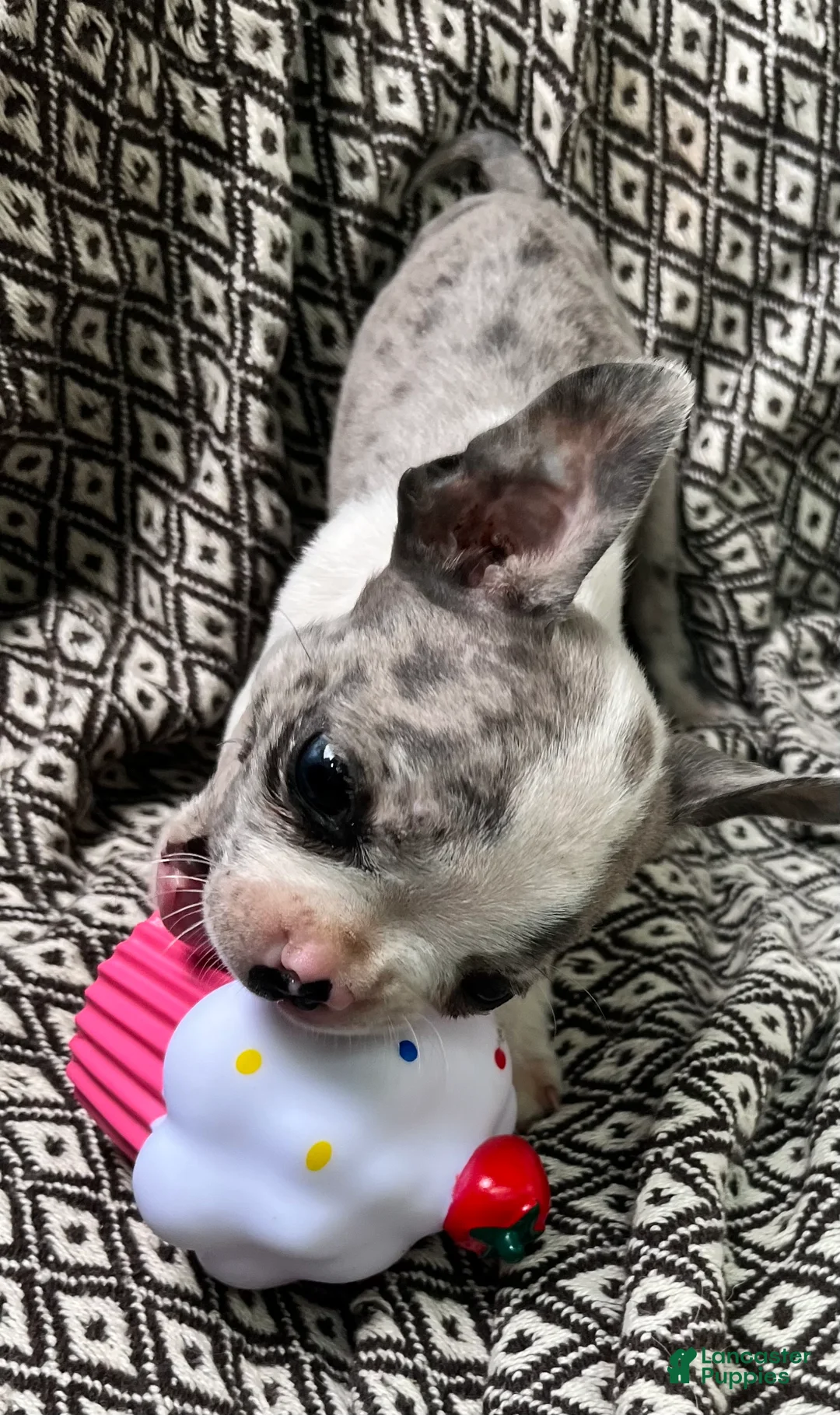 Boston Terrier dogs for sale: Boston Terrier 1 - Ad 2