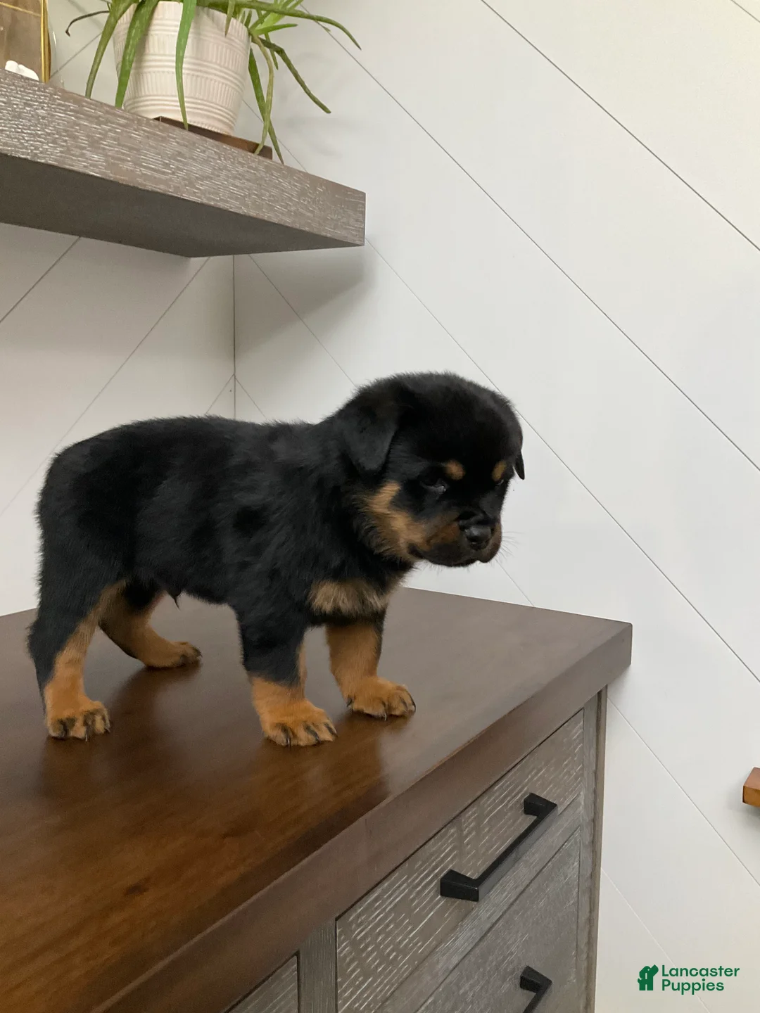 Rottweiler dogs for sale: Rottweiler Puppy 5 - Ad 5