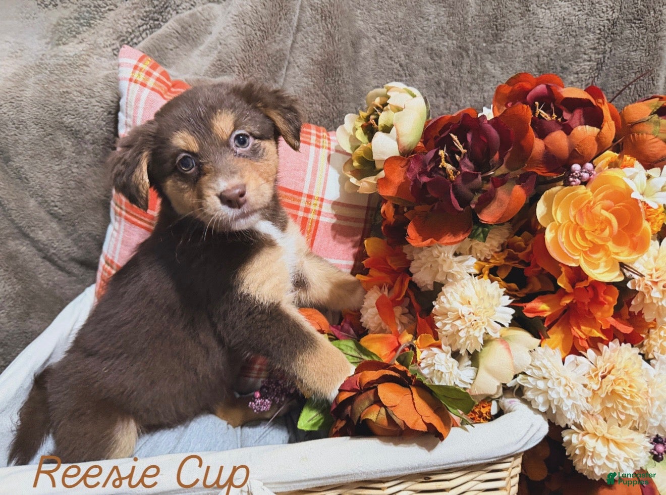 Australian Shepherd dogs Reesie Cup - Ad 6
