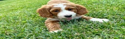 Mini Goldendoodle dogs for sale: Lainey - Ad 2