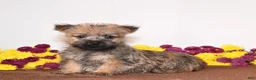 Cairn Terrier dogs for sale: Know - Ad 3