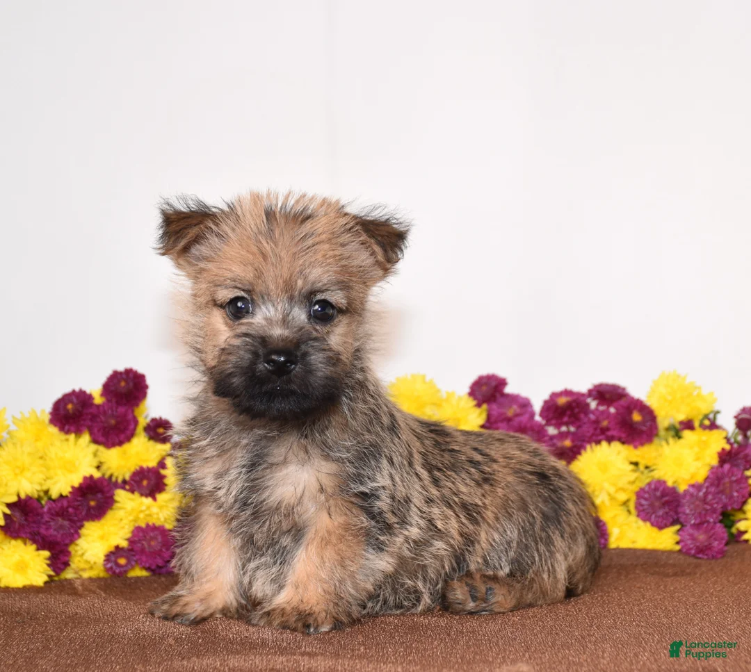 Cairn Terrier dogs for sale: Know - Ad 3