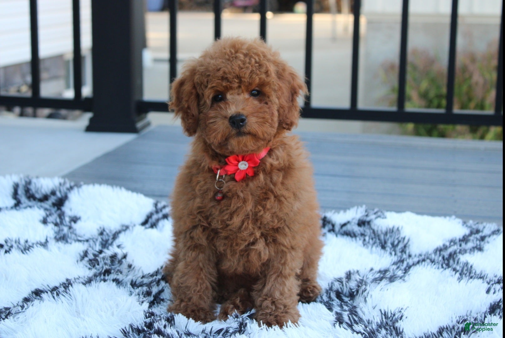 Toy Poodle dogs for sale: Arlo - Ad 1