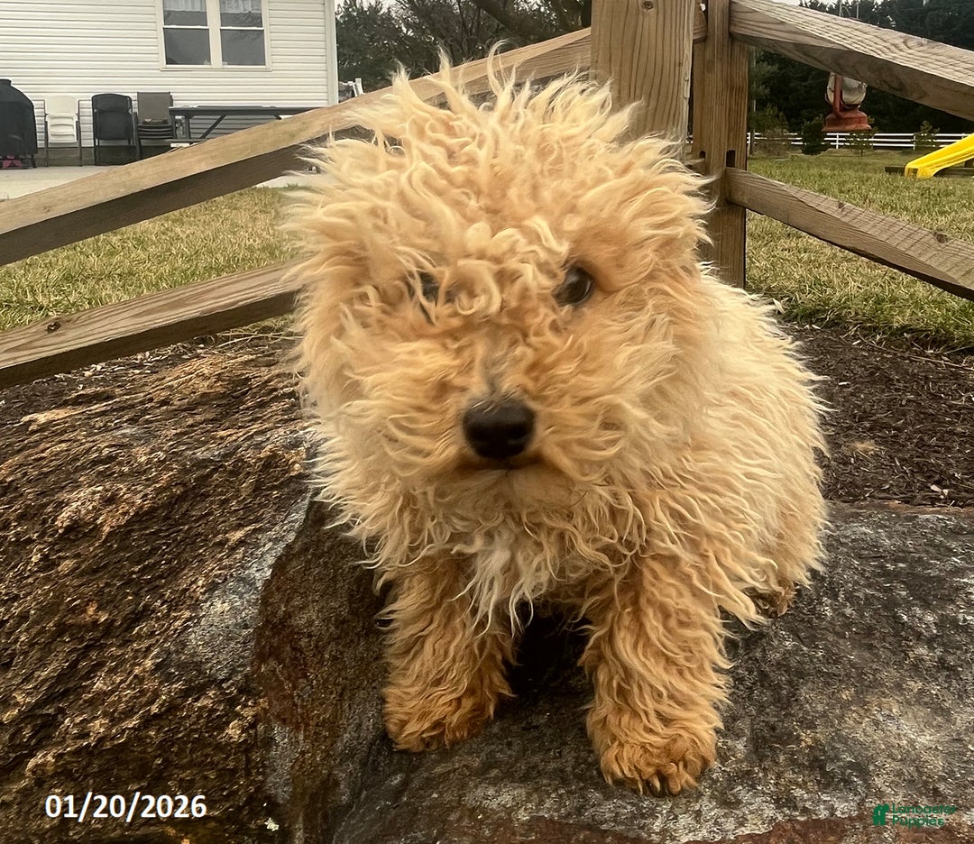 Bichpoo dogs for sale: Max - Ad 3