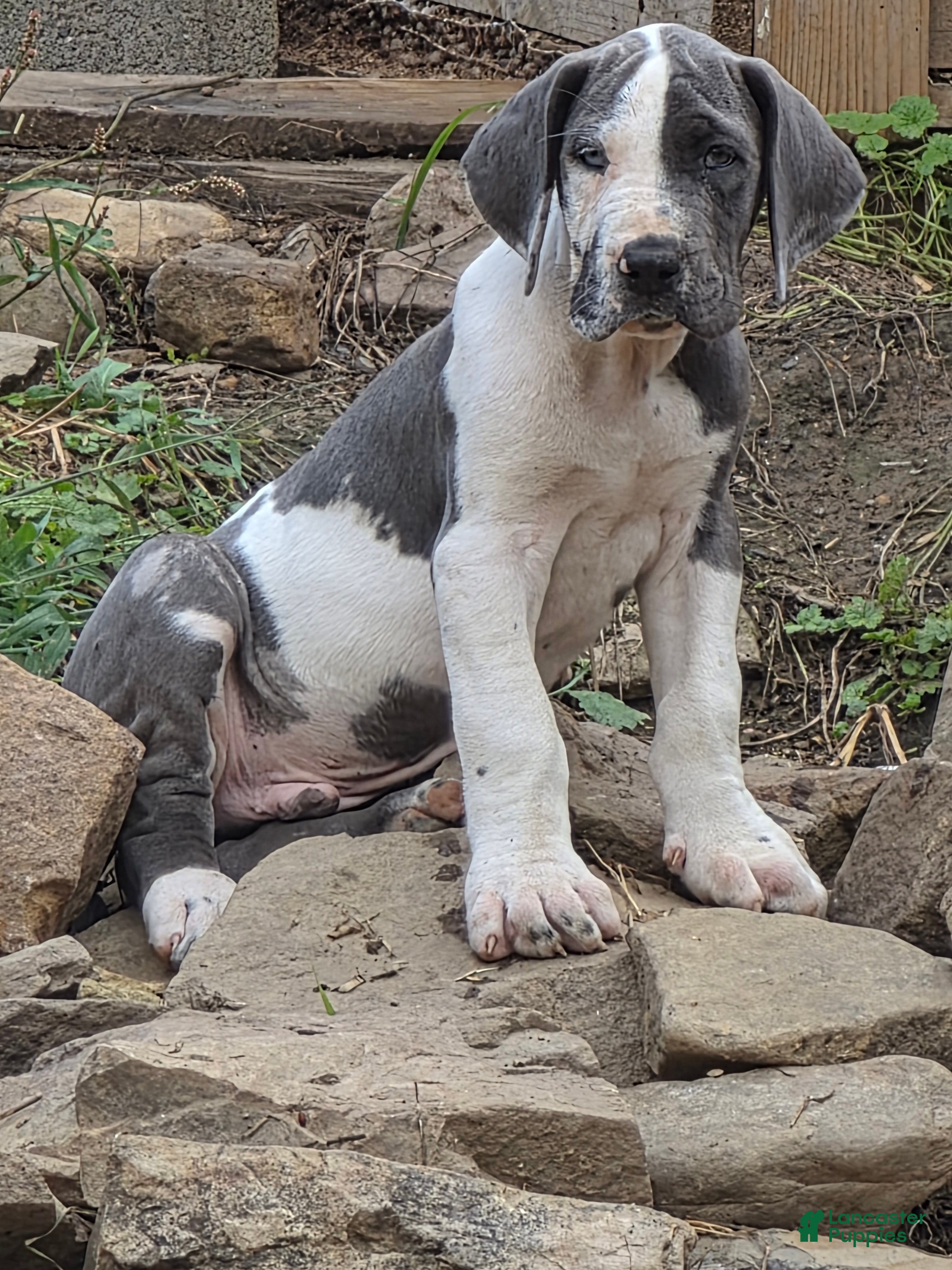 Great Dane dogs Yukon - Ad 40