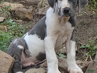 Great Dane dogs Cooper - Ad 29
