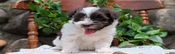 Havanese dogs for sale: Namor - Ad 6