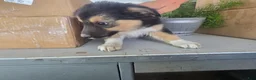 Border Collie dogs for sale: Rusty - Ad 3
