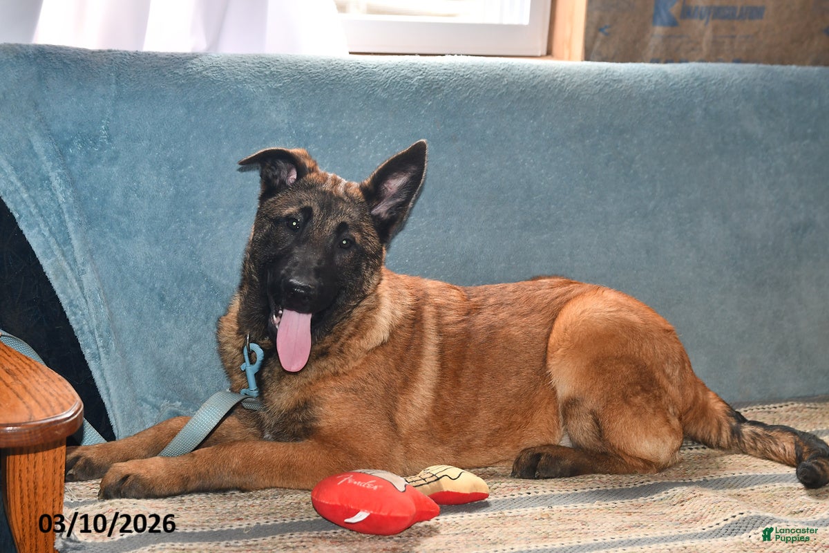 Belgian Malinois dogs Belle - Ad 1
