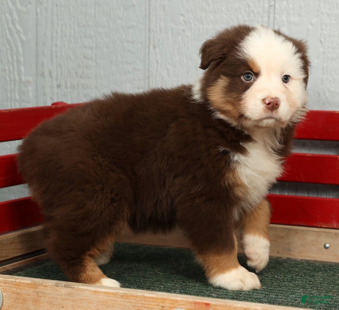 Australian Shepherd dogs for sale: Esta - Ad 9