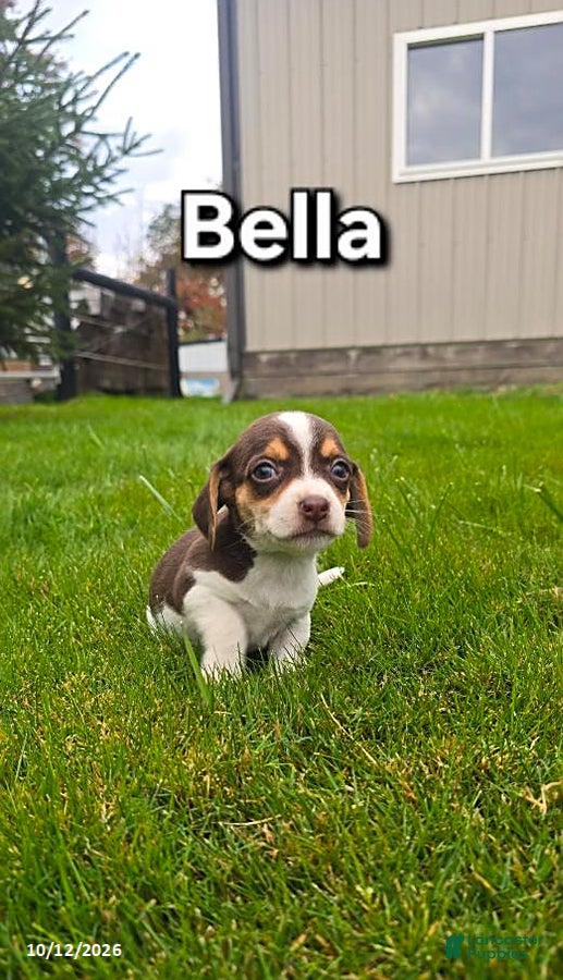 Mixed Breed dogs for sale: Bella - Ad 1