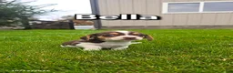 Mixed Breed dogs for sale: Bella - Ad 1