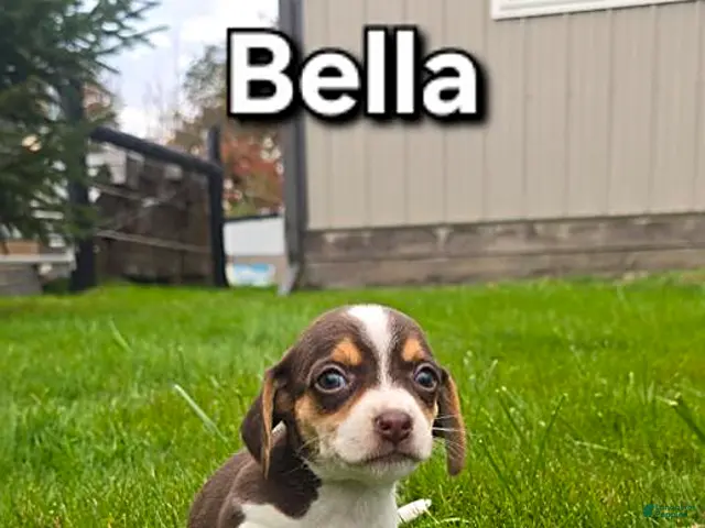 Mixed Breed dogs for sale: Bella - Ad 1